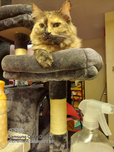 Department Store «Walmart Supercenter», reviews and photos, 8961 Greenback Ln, Orangevale, CA 95662, USA