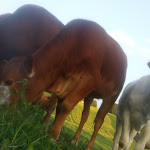 Photo n°2 de l'avis de Johanna.d fait le 14/06/2019 à 16:32 sur le  Landgasthaus Eder à Lohkirchen