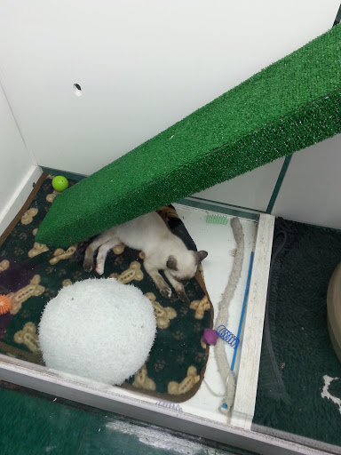 Pet Store «Petland Fairfax», reviews and photos, 9404 Main Street, Fairfax, VA 22031, USA