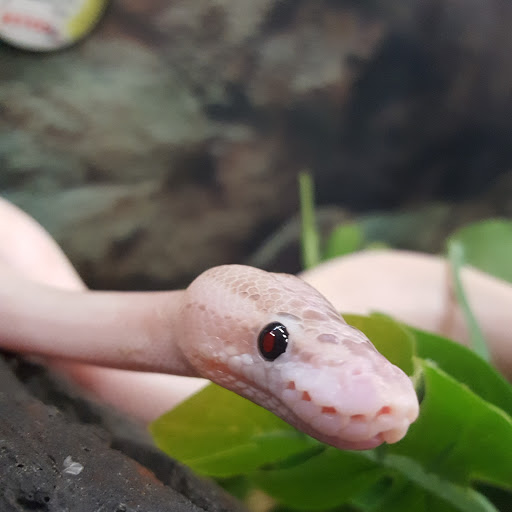 Pet Supply Store «Petco Animal Supplies», reviews and photos, 280 Kensington Blvd, Slidell, LA 70458, USA