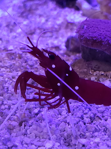 Pet Supply Store «Petco Animal Supplies», reviews and photos, 5601 Brodie Ln, Sunset Valley, TX 78745, USA