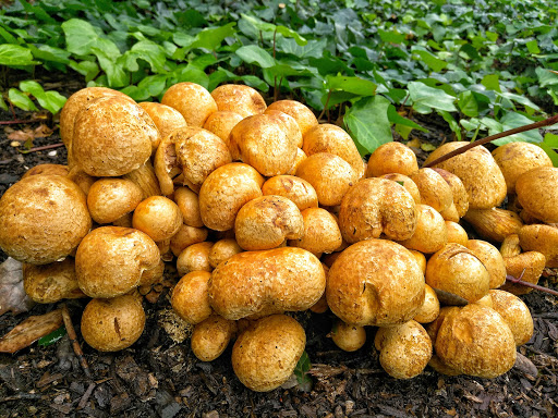 Grocery Store «Safeway», reviews and photos, 5431 Clayton Rd, Clayton, CA 94517, USA