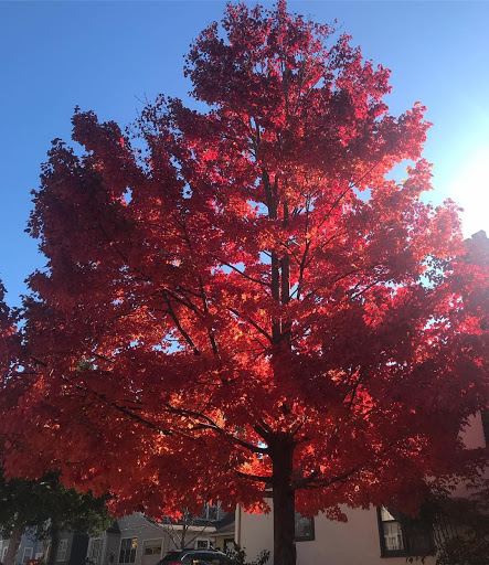 Park «Collins Park», reviews and photos, 2100 Collins Ave, Miami Beach, FL 33140, USA