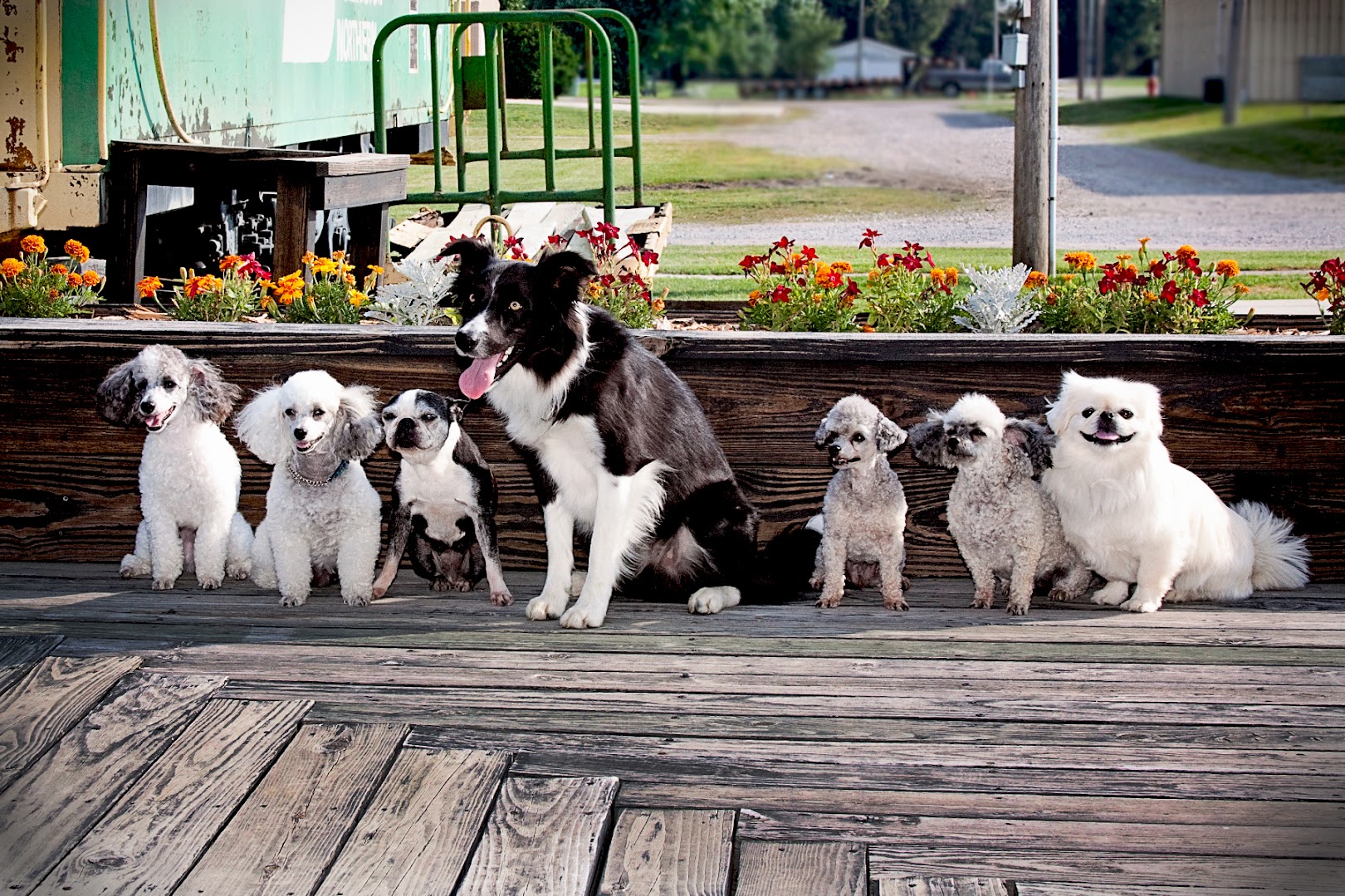 Bijoux Dog Academy