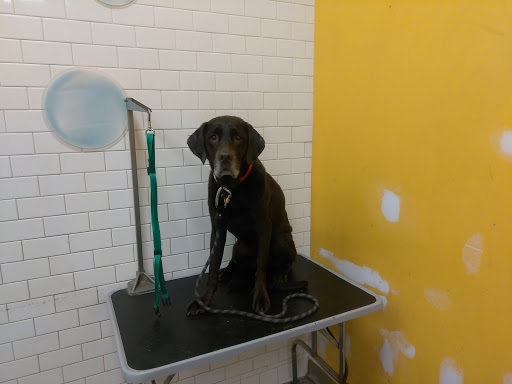 Pet Supply Store «Unleashed by Petco», reviews and photos, 6 Shipyard Dr #1f, Hingham, MA 02043, USA