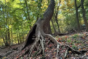 Borg's Woods Nature Preserve image