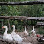 Photo n°12 de l'avis de Maria.r fait le 08/07/2022 à 19:49 sur le  Agriturismo Mararanch à Castrocucco