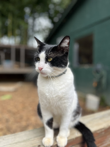 Zoo «Chestatee Wildlife Preserve & Zoo», reviews and photos, 469 Old Dahlonega Hwy, Dahlonega, GA 30533, USA