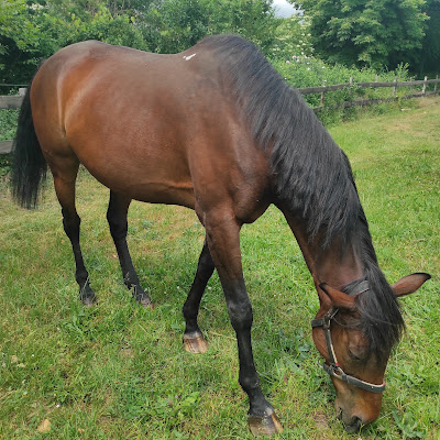 Haras de Sivola à Lalizolle