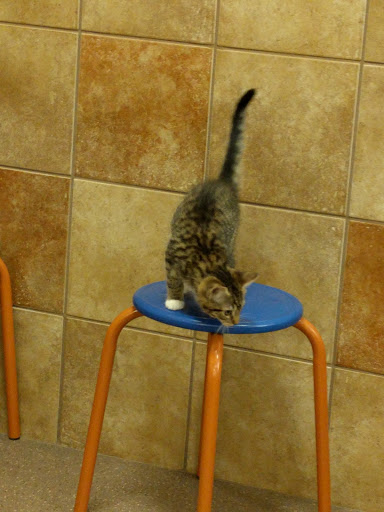 Pet Supply Store «PetSmart», reviews and photos, 2534 South Rd, Poughkeepsie, NY 12601, USA