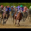 Ocala Equine Hospital