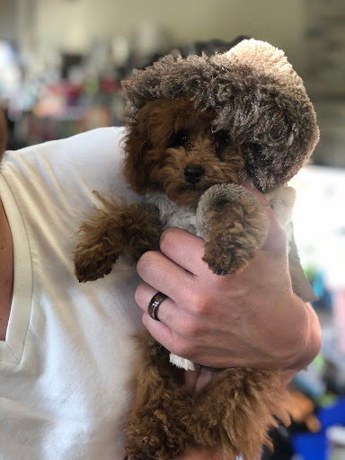 Pet Supply Store «Bark Avenue», reviews and photos, 3919 Park Dr, El Dorado Hills, CA 95762, USA