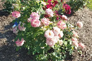 Bay Rose Garden image