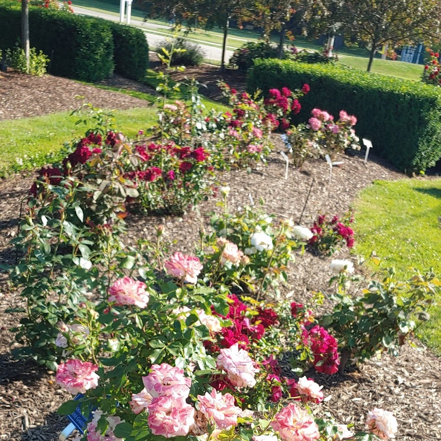 Bay Rose Garden