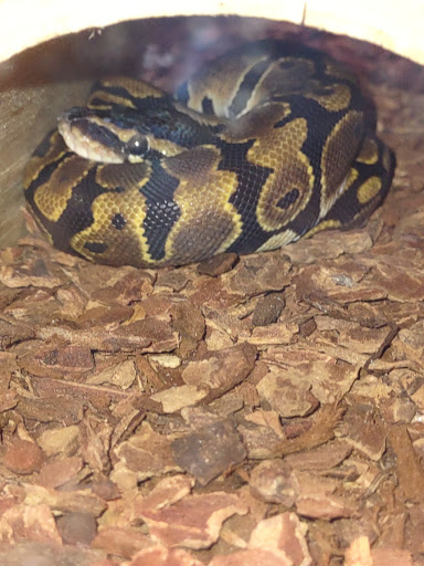 Pet Supply Store «Pet Supplies Plus», reviews and photos, 7570 Pearl Rd, Middleburg Heights, OH 44130, USA