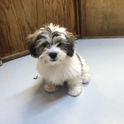 Pet Store «Pet Express», reviews and photos, 100 Independence Way, Danvers, MA 01923, USA