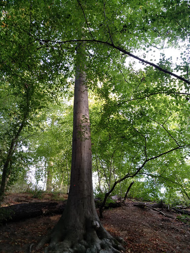 Dieleghem Woods