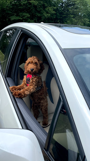 Coffee Shop «Starbucks», reviews and photos, 40 All Souls Crescent, Asheville, NC 28803, USA