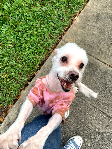 Pet Groomer «Puppylicious Pet grooming salon», reviews and photos, 1463 Lyons Rd, Coconut Creek, FL 33063, USA