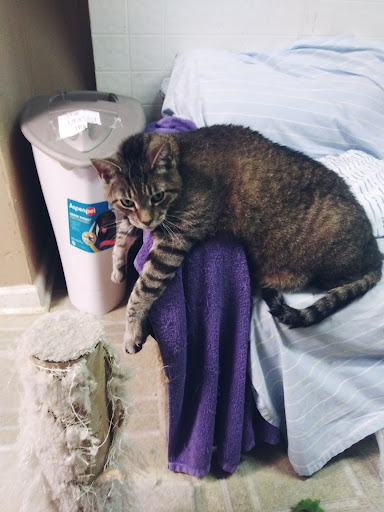 Pet Groomer «The Wagging Tail Pet Nutrition Center», reviews and photos, 337 U.S. 9, Cape May, NJ 08204, USA