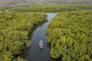 Tourism4in1 - Mangrove Safari - KonkanSparsh image