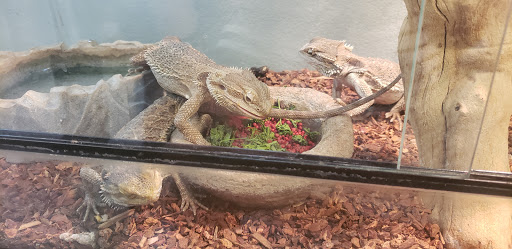 Pet Store «Exotic Pets», reviews and photos, 2410 N Decatur Blvd #160, Las Vegas, NV 89108, USA