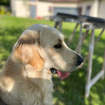 Photo n° 1 de l'avis de Yann.e fait le 04/10/2023 à 18:48 pour Clinique Vétérinaire Univet des 4 Pattes Drouaise - Chartres à Chartres