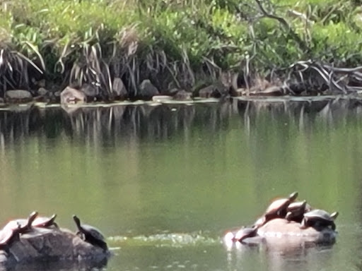 Nature Preserve «Rock Run Preserve - Black Road Access», reviews and photos, Black Rd, Joliet, IL 60431, USA