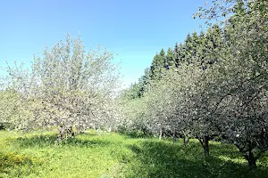 Malminkartano Apple Tree Garden image