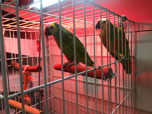 Bird shops Buenos Aires