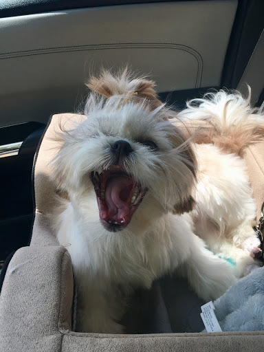 Pet Supply Store «Petco Animal Supplies», reviews and photos, 7303 Pinnacle Pkwy, Covington, LA 70433, USA