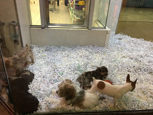 Pet Store «Pet City Pet Shops», reviews and photos, 750 Citadel Dr N # 2092, Colorado Springs, CO 80909, USA