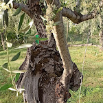 Photo n°25 de l'avis de graziano.h fait le 05/06/2022 à 09:36 sur le  Farmhouse Villa Grassina à Pelago