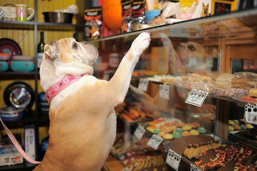 Pet Supply Store «Dog Krazy», reviews and photos, William St, Fredericksburg, VA 22401, USA