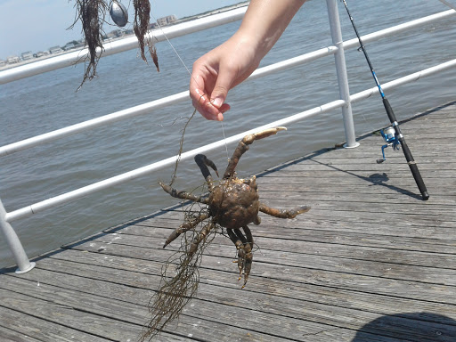 Aquarium «Atlantic City Aquarium», reviews and photos, 800 N New Hampshire Ave, Atlantic City, NJ 08401, USA