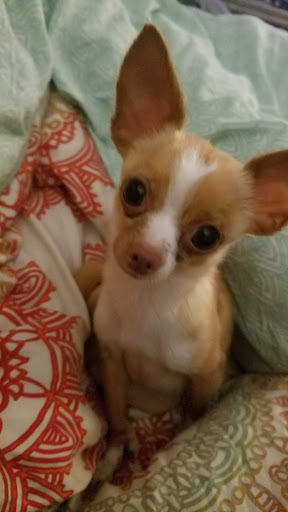 Pet Supply Store «Pet Supermarket, Inc.», reviews and photos, 3911 Lemmon Ave, Dallas, TX 75219, USA