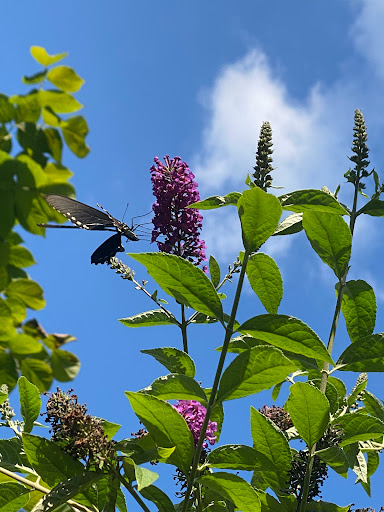 Art Museum «Dumbarton Oaks Museum», reviews and photos, 1703 32nd St NW, Washington, DC 20007, USA