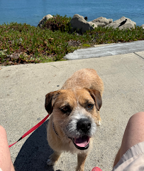 Your Dog Trainer - Photo 9 - Car repair in Santa Ana, CA, Santa Ana