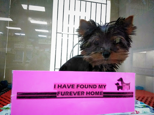 Pet Store «Petland Vineyard - San Antonio», reviews and photos, 1309 North Loop 1604 W #101, San Antonio, TX 78258, USA