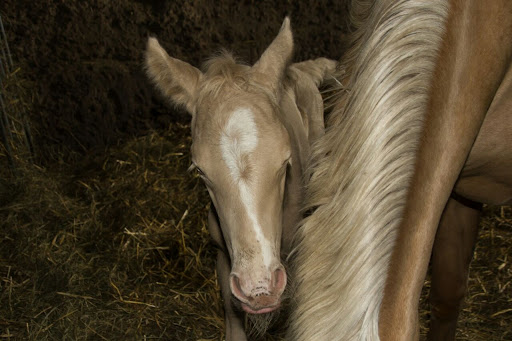 Reit- und Ponyhof Löwenzahn