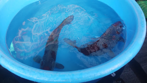 Cali Koi image