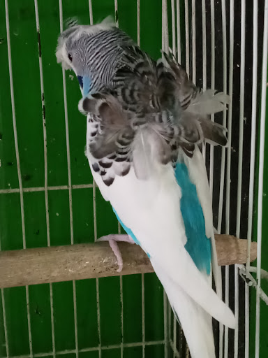 Pet Store «Inez Pet Shop», reviews and photos, 3825 Whittier Blvd, Los Angeles, CA 90023, USA