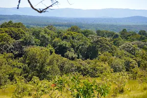 Kakamega Forest image
