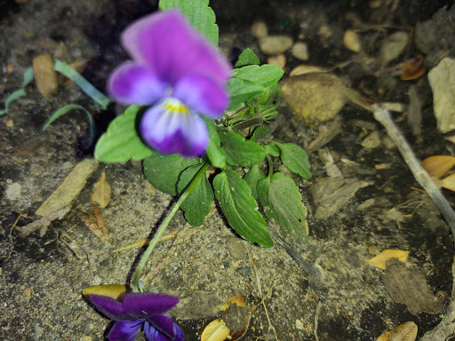 Home Improvement Store «The Home Depot», reviews and photos, 4447 US-14, Crystal Lake, IL 60014, USA