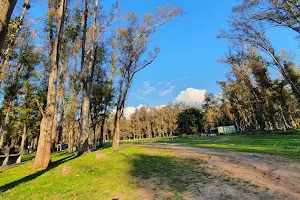 Ezeiza forests image