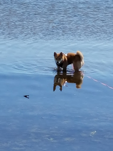 Nature Preserve «Sandy Point Bird Sanctuary», reviews and photos, Beach St, West Haven, CT 06516, USA