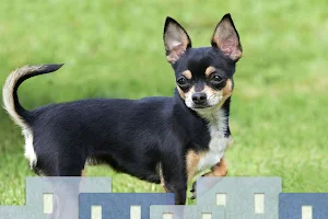 Bosque Animal Clinic image