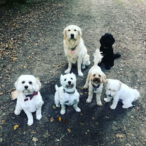 Reviews of Happy Feet Dog Walking in Watford - Dog trainer