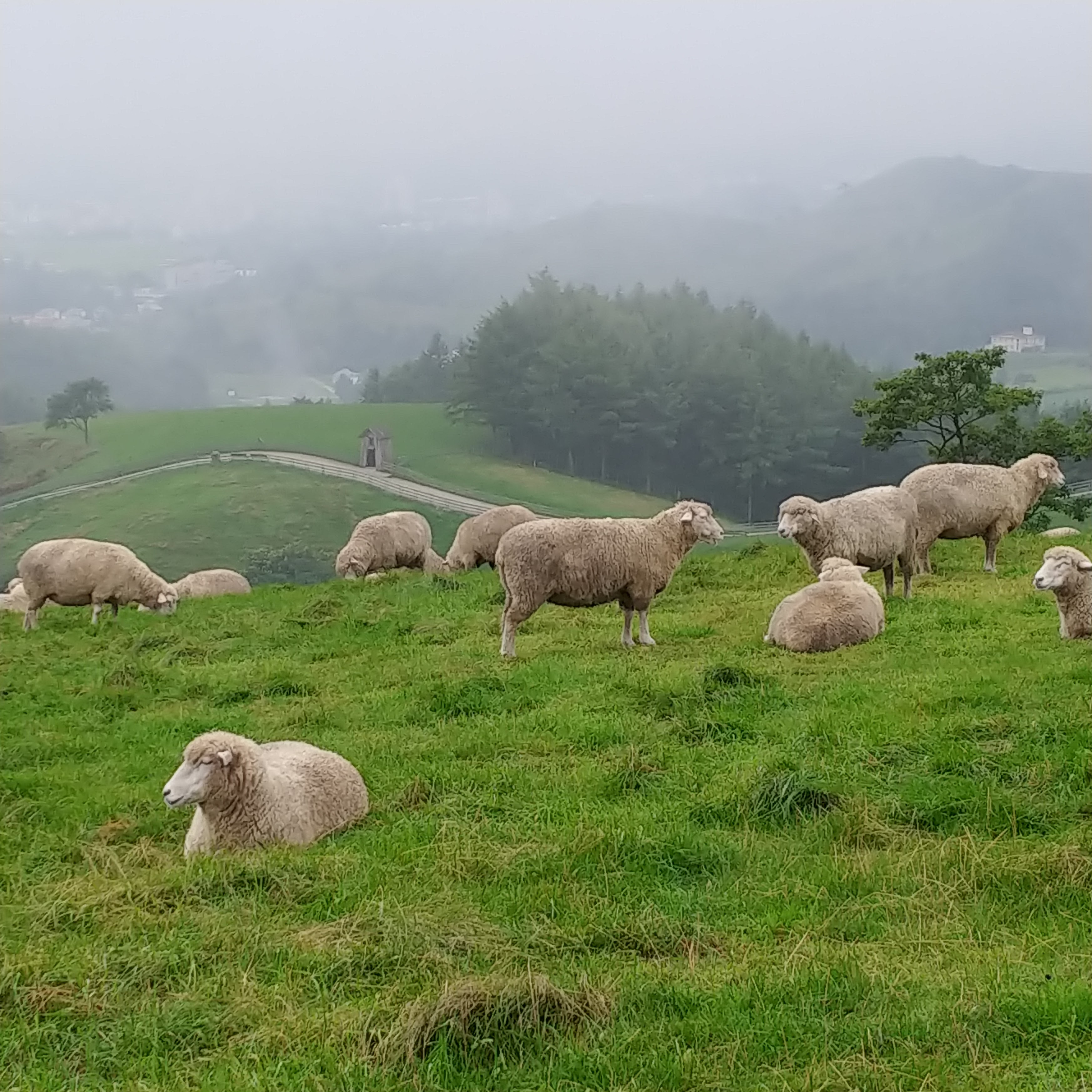 Picture of a place: Daegwallyeong Sheep Farm