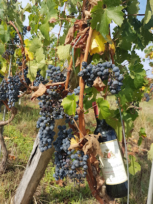 Château Guillemet - Vignobles Bordeneuve à Saint-Germain-de-Grave